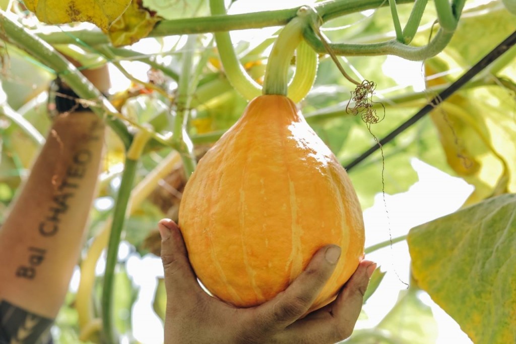 20590788_1300458633414212_400876341_o